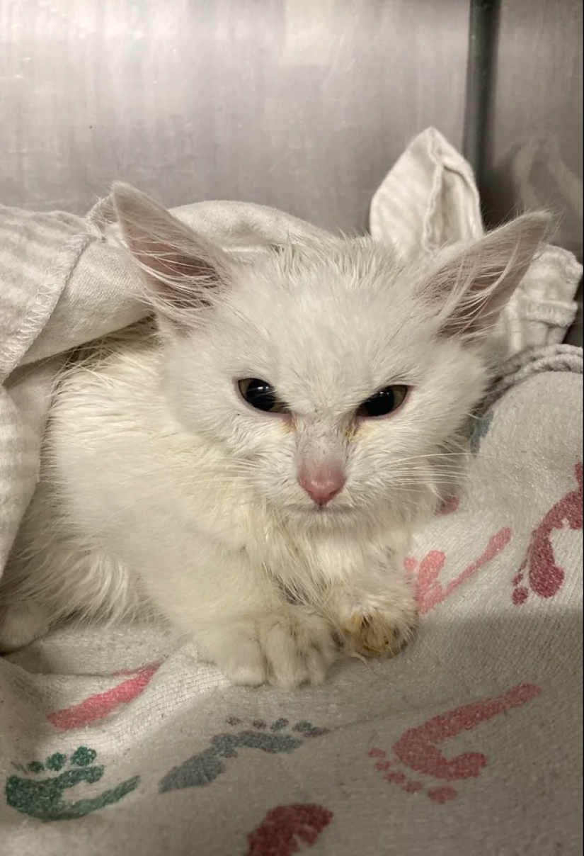 "Tu gato se rompió": 22 fotos de gatos con las que claramente hay algo mal "Tu gato se rompió": 22 fotos de gatos con las que claramente hay algo mal