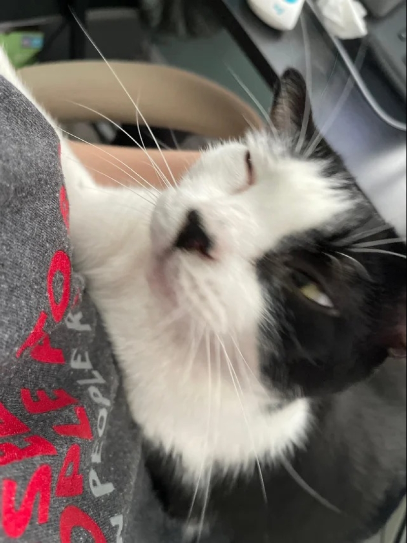 "Tu gato se rompió": 22 fotos de gatos con las que claramente hay algo mal "Tu gato se rompió": 22 fotos de gatos con las que claramente hay algo mal