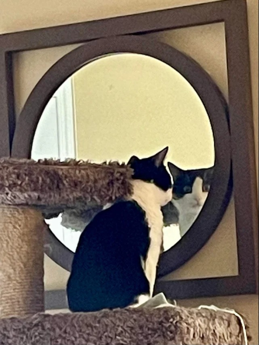 "Tu gato se rompió": 22 fotos de gatos con las que claramente hay algo mal "Tu gato se rompió": 22 fotos de gatos con las que claramente hay algo mal