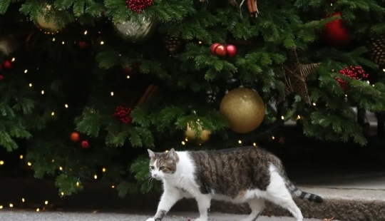 Tubo de escape - eres mi enemigo! 6 señales de que el gato te odia en silencio Tubo de escape - eres mi enemigo! 6 señales de que el gato te odia en silencio