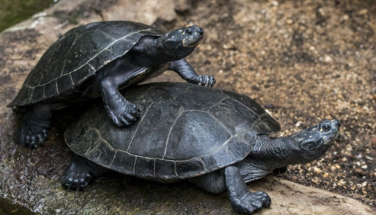 "Turtles are very loud mate. Very" and other revelations of the workers of the zoo about the animals
