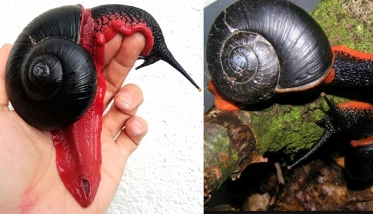 Un caracol de fuego podría hacerte millonario, pero no sucederá