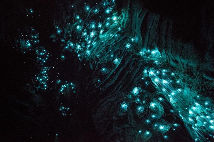 Un fotógrafo tomó un cielo estrellado de luciérnagas en una cueva de Nueva Zelanda Un fotógrafo tomó un cielo estrellado de luciérnagas en una cueva de Nueva Zelanda