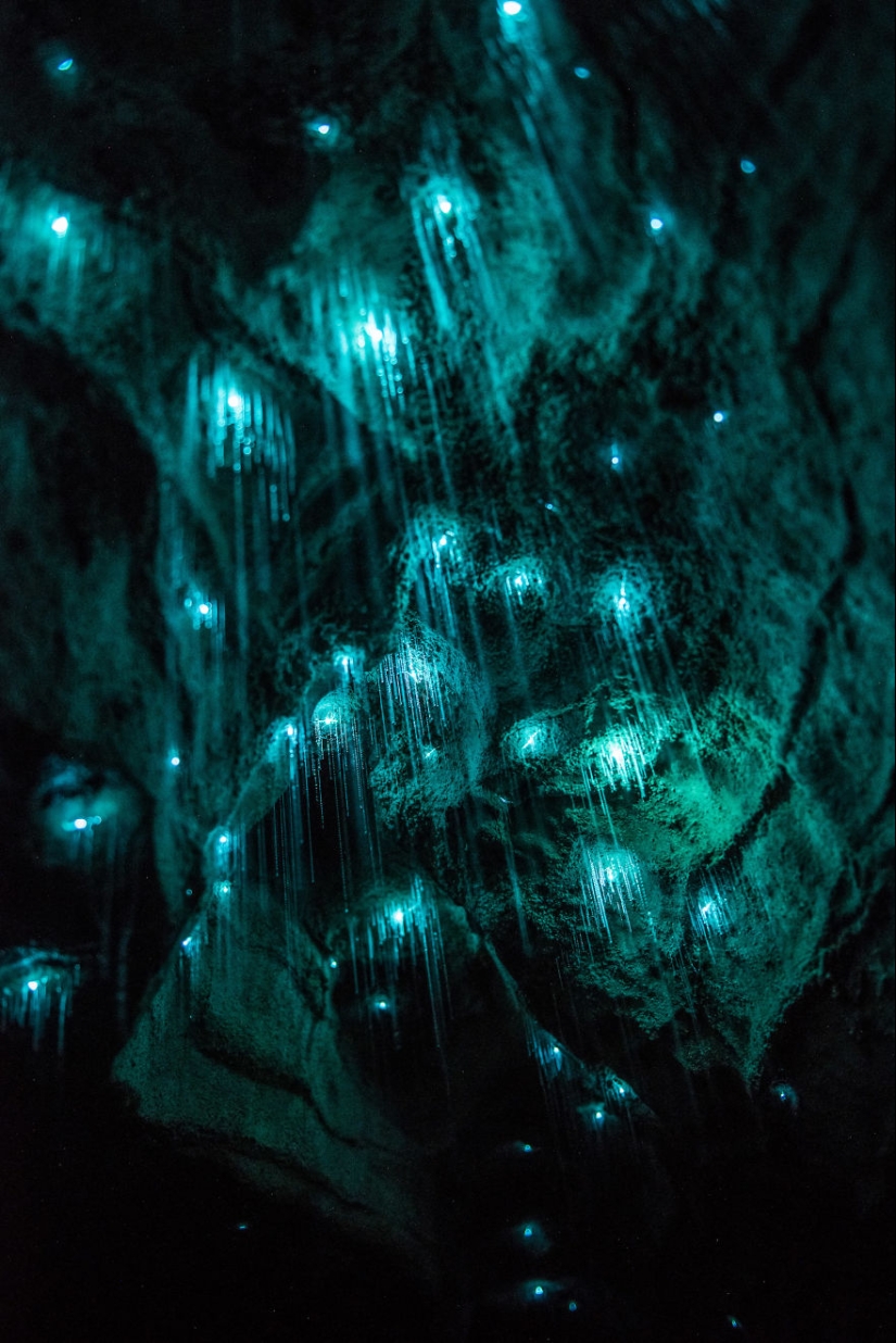 Un fotógrafo tomó un cielo estrellado de luciérnagas en una cueva de Nueva Zelanda Un fotógrafo tomó un cielo estrellado de luciérnagas en una cueva de Nueva Zelanda