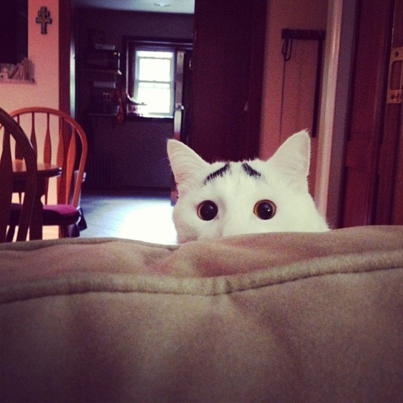 Un gato con un gato: la creatividad de la naturaleza en ronroneos Un gato con un gato: la creatividad de la naturaleza en ronroneos