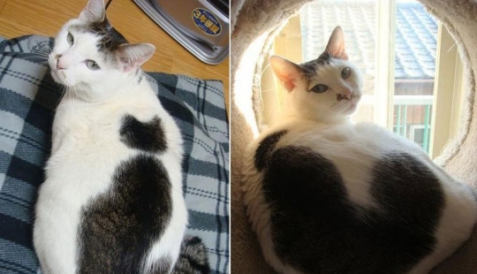 Un gato con un gato: la creatividad de la naturaleza en ronroneos Un gato con un gato: la creatividad de la naturaleza en ronroneos