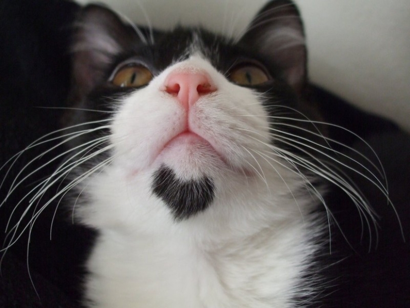 Un gato con un gato: la creatividad de la naturaleza en ronroneos Un gato con un gato: la creatividad de la naturaleza en ronroneos