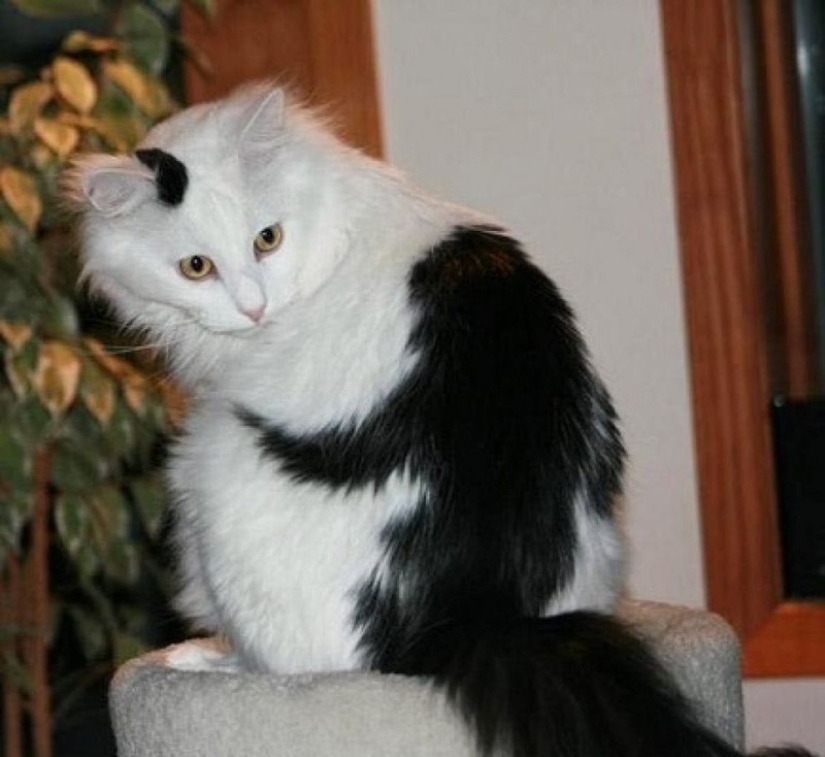 Un gato con un gato: la creatividad de la naturaleza en ronroneos Un gato con un gato: la creatividad de la naturaleza en ronroneos