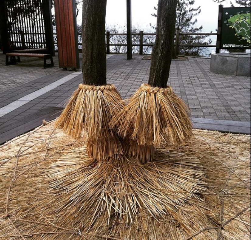 Un típico de corea del Sur hogar rarezas que podríamos usar Un típico de corea del Sur hogar rarezas que podríamos usar