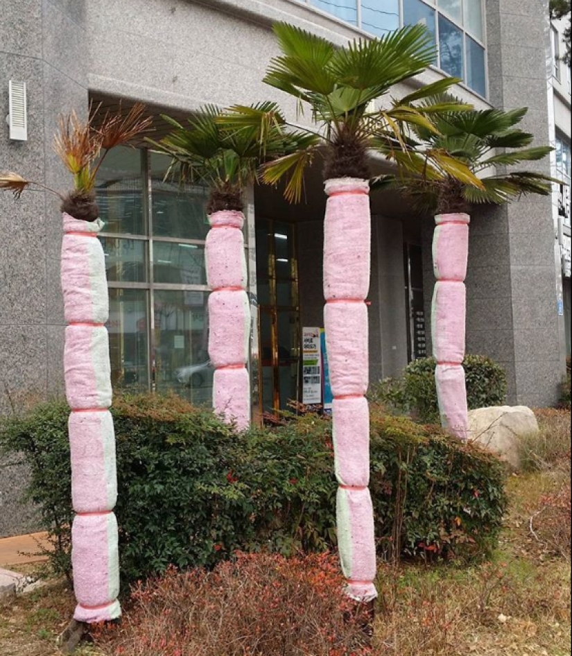 Un típico de corea del Sur hogar rarezas que podríamos usar Un típico de corea del Sur hogar rarezas que podríamos usar