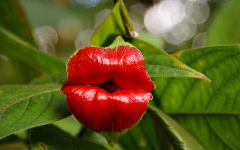Una broma de la naturaleza — una increíble flor de "Labios de puta" Una broma de la naturaleza — una increíble flor de "Labios de puta"