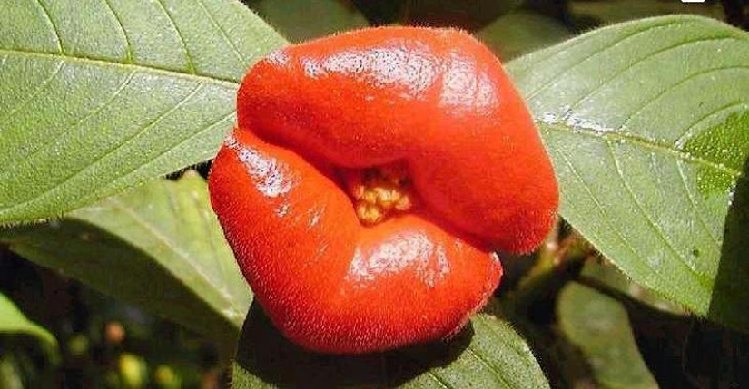 Una broma de la naturaleza — una increíble flor de "Labios de puta" Una broma de la naturaleza — una increíble flor de "Labios de puta"