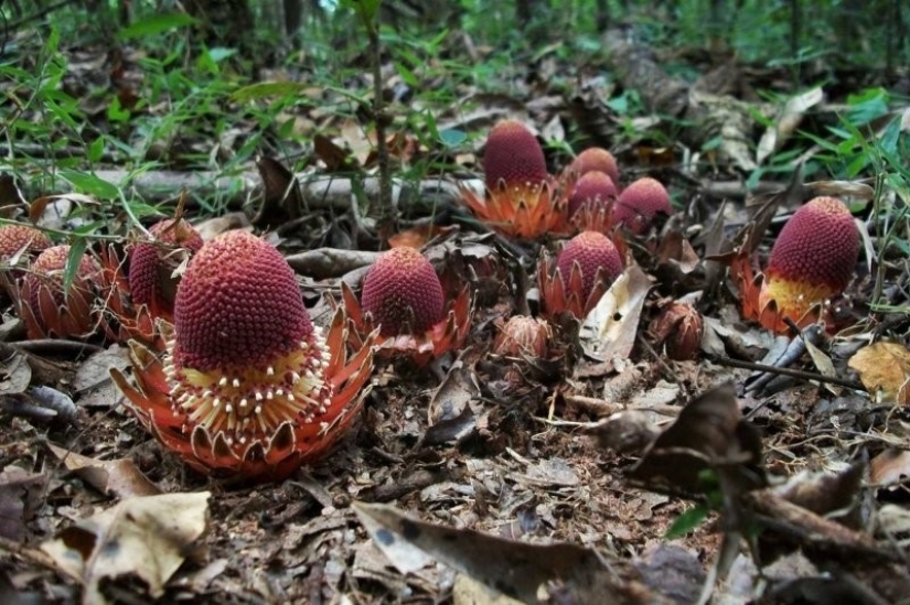 Una planta vampiro que florece una vez en la vida y huele a muerte. Una planta vampiro que florece una vez en la vida y huele a muerte.