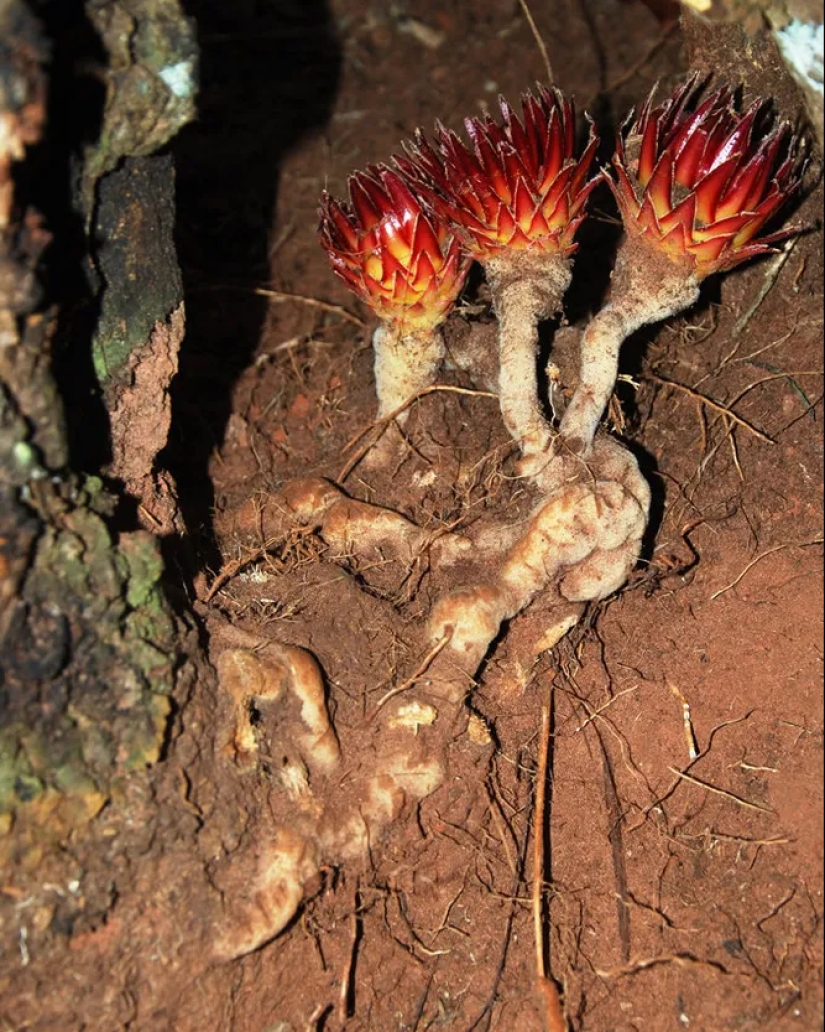 Una planta vampiro que florece una vez en la vida y huele a muerte. Una planta vampiro que florece una vez en la vida y huele a muerte.