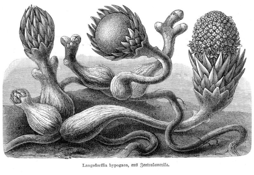 Una planta vampiro que florece una vez en la vida y huele a muerte. Una planta vampiro que florece una vez en la vida y huele a muerte.