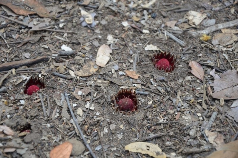 Una planta vampiro que florece una vez en la vida y huele a muerte. Una planta vampiro que florece una vez en la vida y huele a muerte.