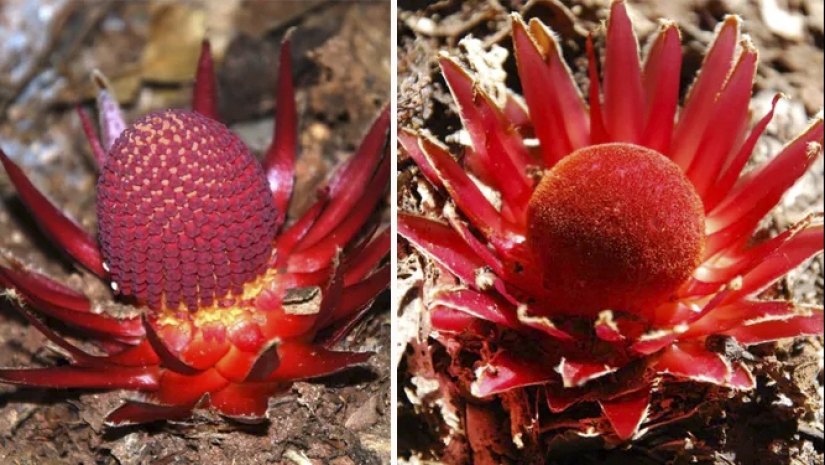 Una planta vampiro que florece una vez en la vida y huele a muerte. Una planta vampiro que florece una vez en la vida y huele a muerte.