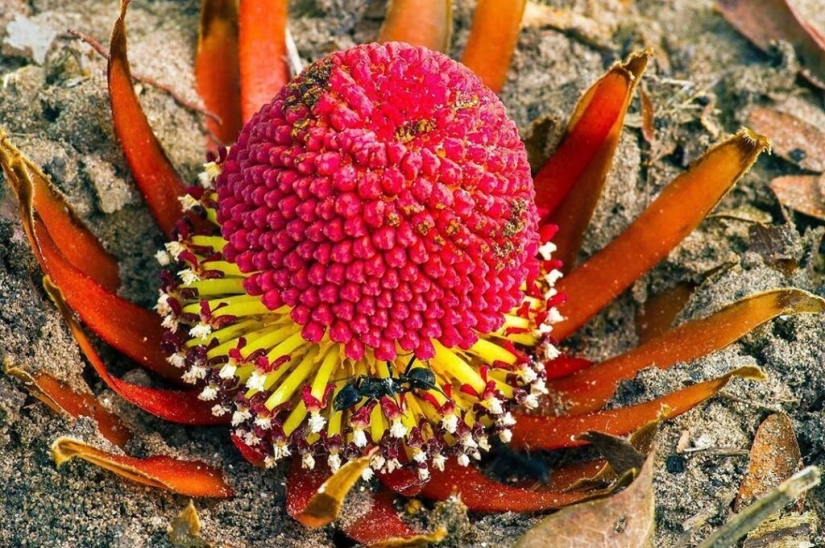 Una planta vampiro que florece una vez en la vida y huele a muerte. Una planta vampiro que florece una vez en la vida y huele a muerte.