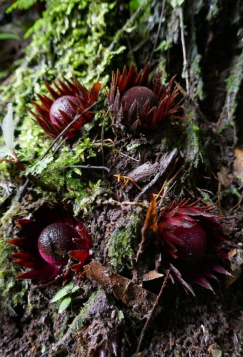 Una planta vampiro que florece una vez en la vida y huele a muerte. Una planta vampiro que florece una vez en la vida y huele a muerte.
