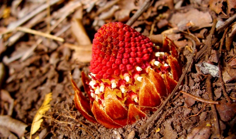 Una planta vampiro que florece una vez en la vida y huele a muerte. Una planta vampiro que florece una vez en la vida y huele a muerte.