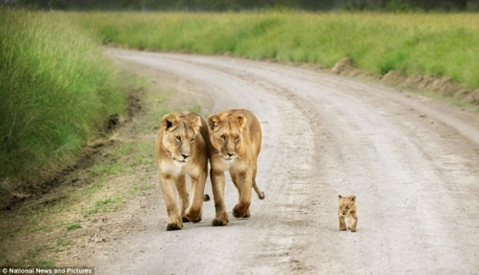 Under the close supervision of a lioness mom