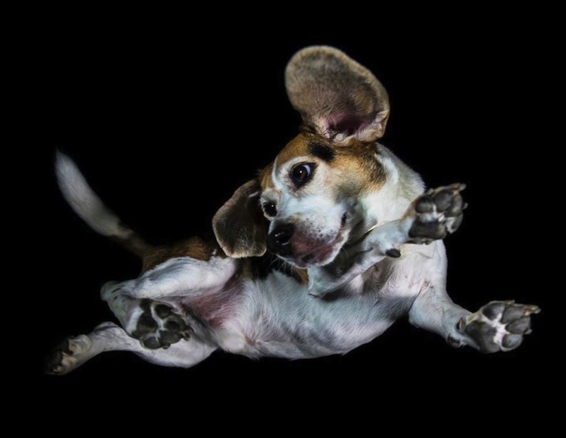 Underdog - a photo project by Andrius Burba showed dogs from an unusual side