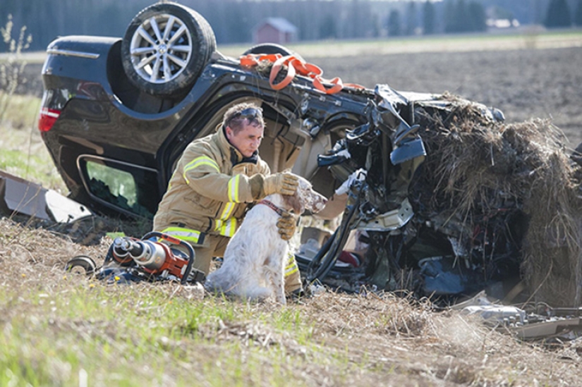 Valientes bomberos que arriesgaron sus vidas para salvar animales Valientes bomberos que arriesgaron sus vidas para salvar animales