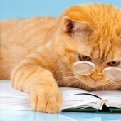 Valoración de los animales más inteligentes