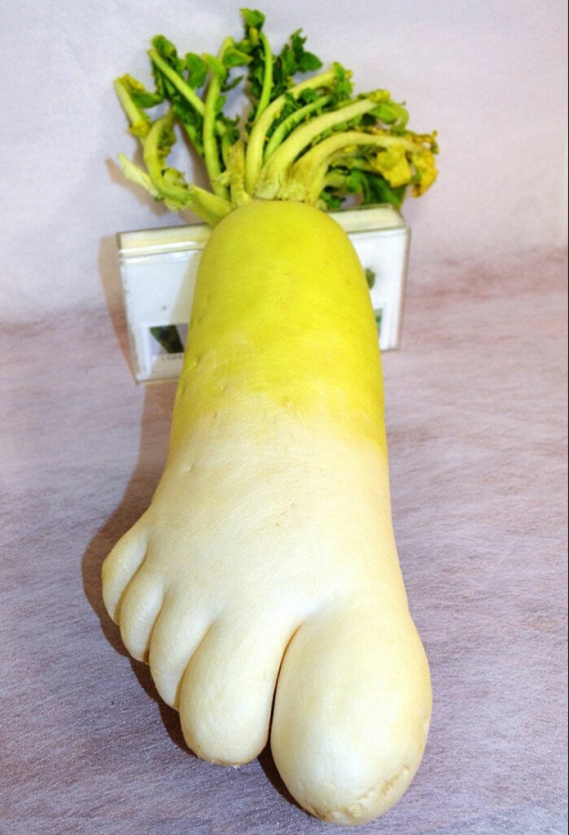 Vegetables and fruits that remind you that nature has a great sense of humor Vegetables and fruits that remind you that nature has a great sense of humor