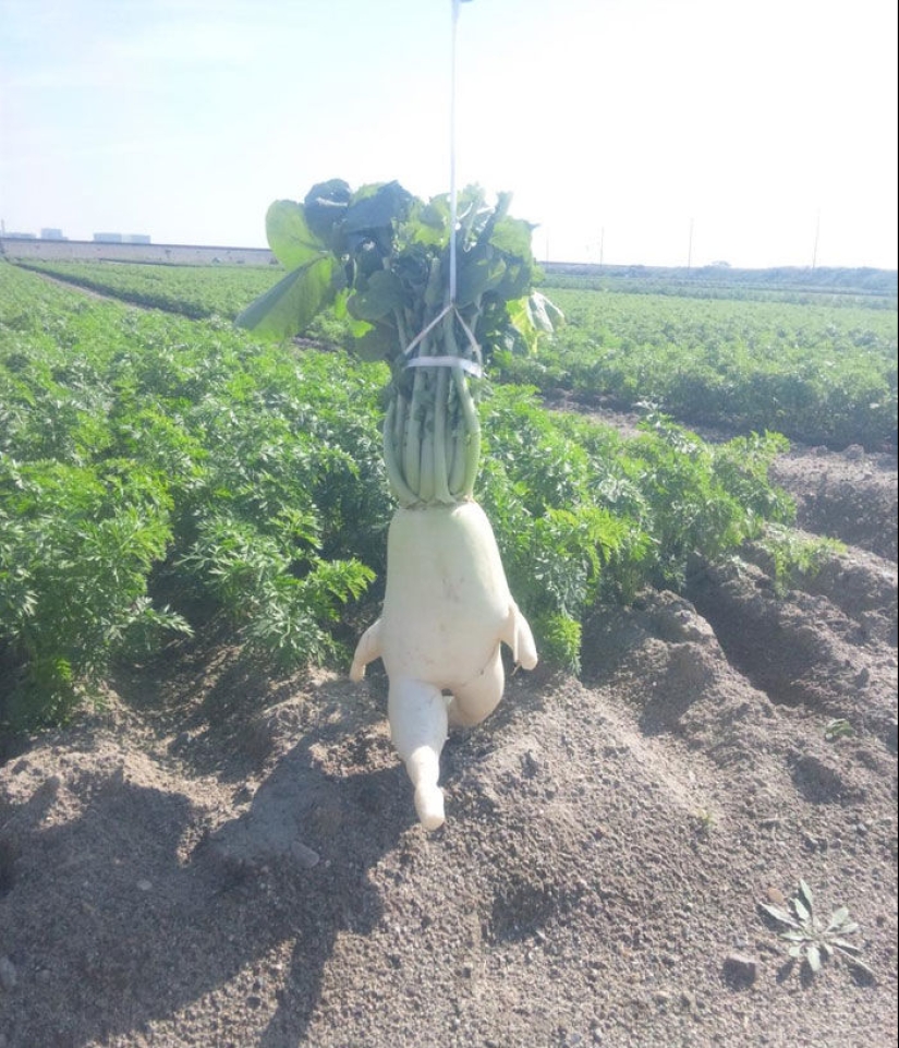 Vegetables and fruits that remind you that nature has a great sense of humor Vegetables and fruits that remind you that nature has a great sense of humor