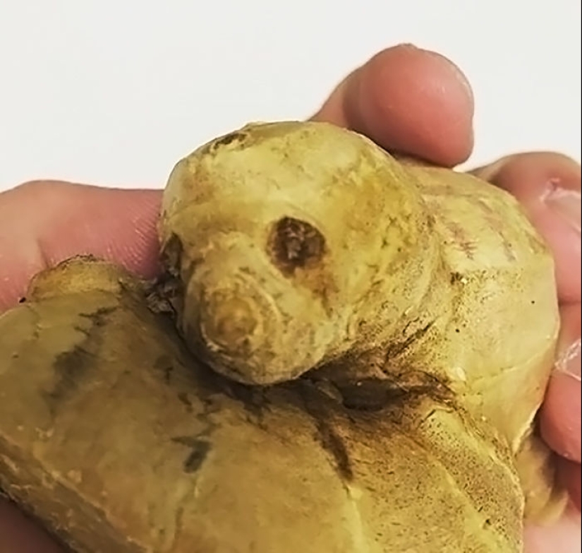 Vegetables and fruits that remind you that nature has a great sense of humor Vegetables and fruits that remind you that nature has a great sense of humor