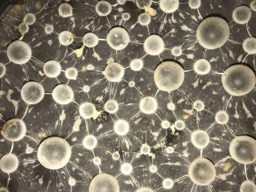 "VKontakte" hay una comunidad de estetas, los conocedores de molde "VKontakte" hay una comunidad de estetas, los conocedores de molde