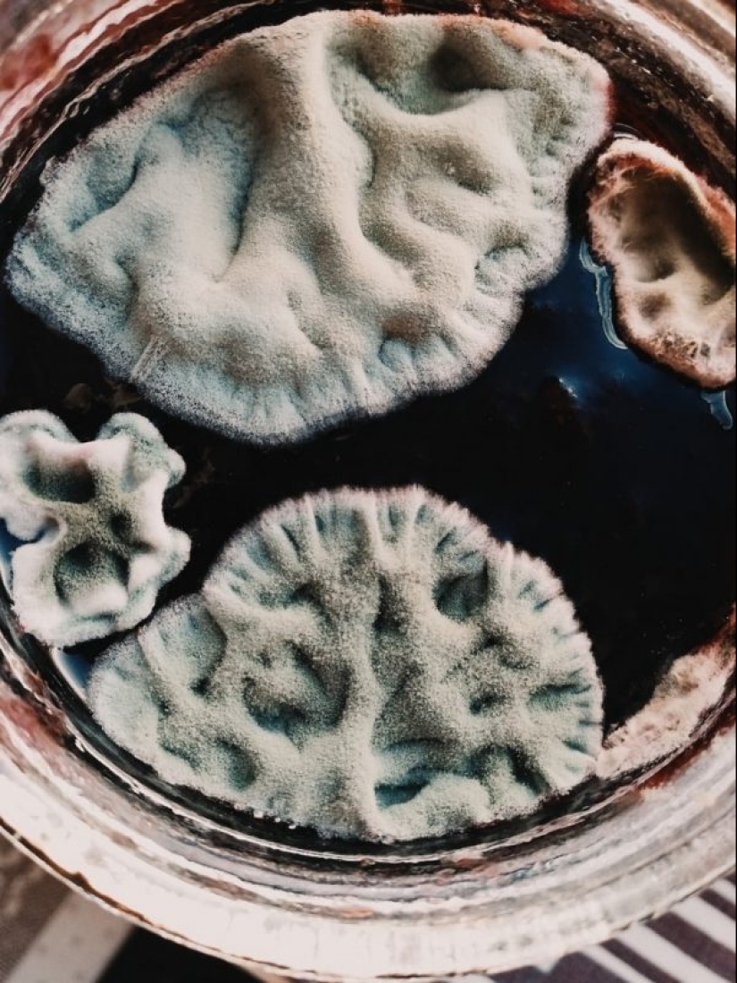 "VKontakte" hay una comunidad de estetas, los conocedores de molde "VKontakte" hay una comunidad de estetas, los conocedores de molde