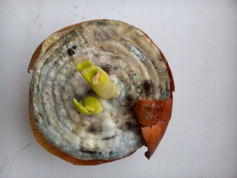 "VKontakte" hay una comunidad de estetas, los conocedores de molde "VKontakte" hay una comunidad de estetas, los conocedores de molde