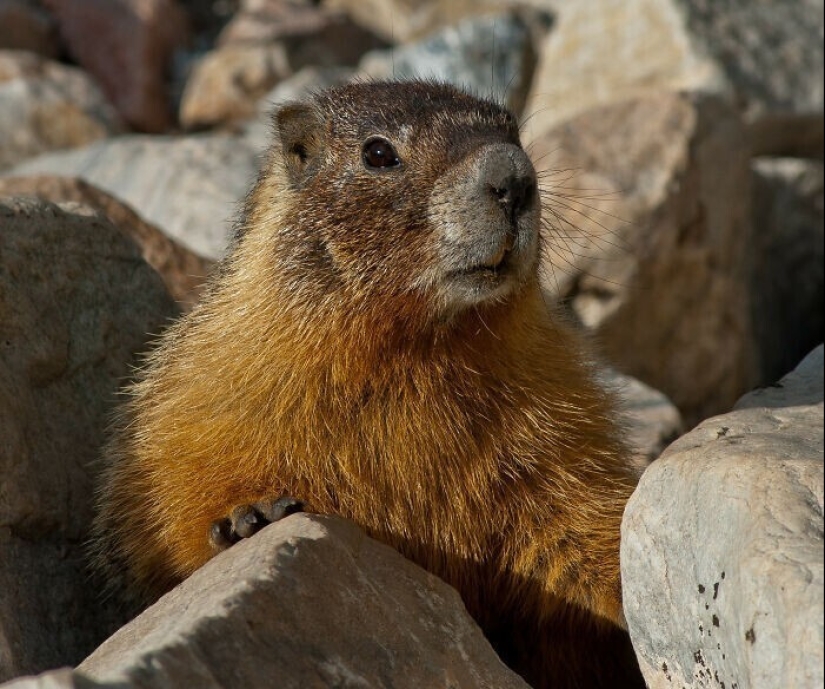 "Vodka, oso, tosca": en Reddit, llaman a su país con pistas "Vodka, oso, tosca": en Reddit, llaman a su país con pistas