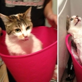 Washed and insulted: 8 cats who took a bath