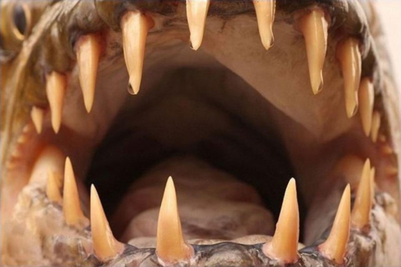 Water Monster from Africa-Goliath tiger Fish Water Monster from Africa-Goliath tiger Fish