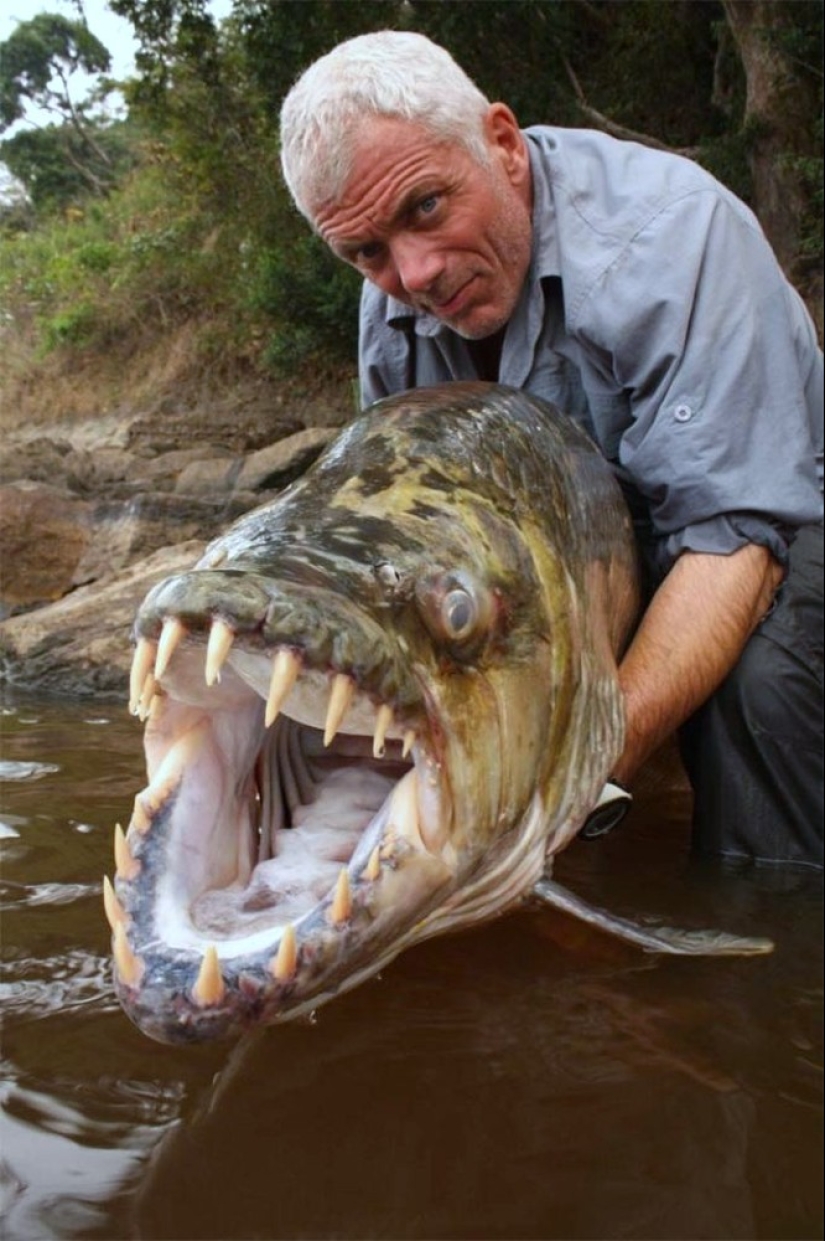 Water Monster from Africa-Goliath tiger Fish Water Monster from Africa-Goliath tiger Fish
