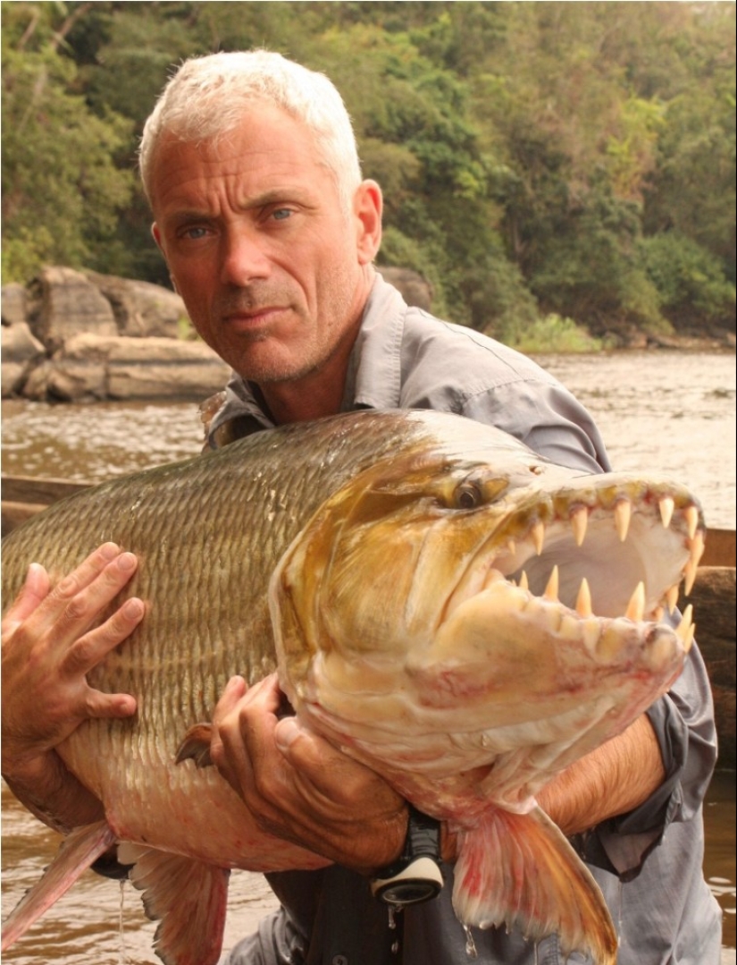 Water Monster from Africa-Goliath tiger Fish Water Monster from Africa-Goliath tiger Fish