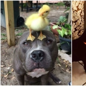 We are their whole life: 20 + photos with dogs that warm the soul