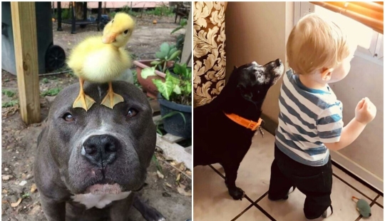 We are their whole life: 20 + photos with dogs that warm the soul