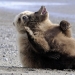 We learn to relax like bears