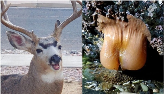 Weird and funny photos from the world of wild nature, which cause a lot of issues