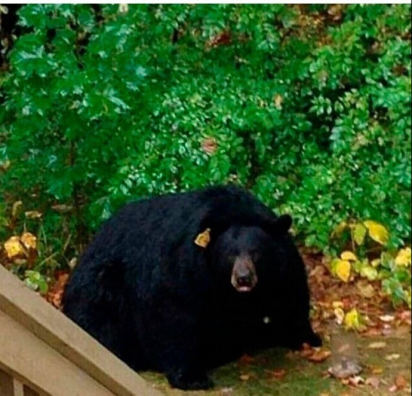 Well, what a whopper! 35 giants of our world Well, what a whopper! 35 giants of our world