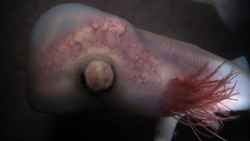 What do animals look like in the womb What do animals look like in the womb