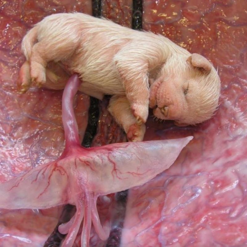 What do animals look like in the womb What do animals look like in the womb