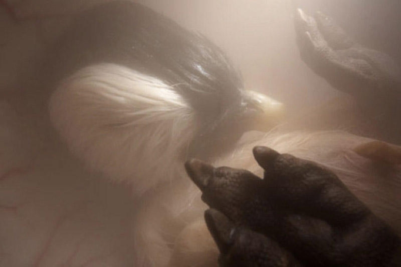 What do animals look like in the womb What do animals look like in the womb