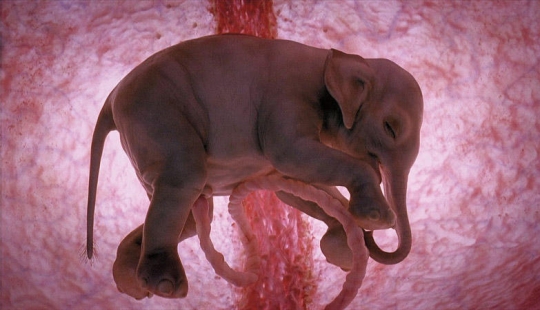 What do animals look like in the womb What do animals look like in the womb