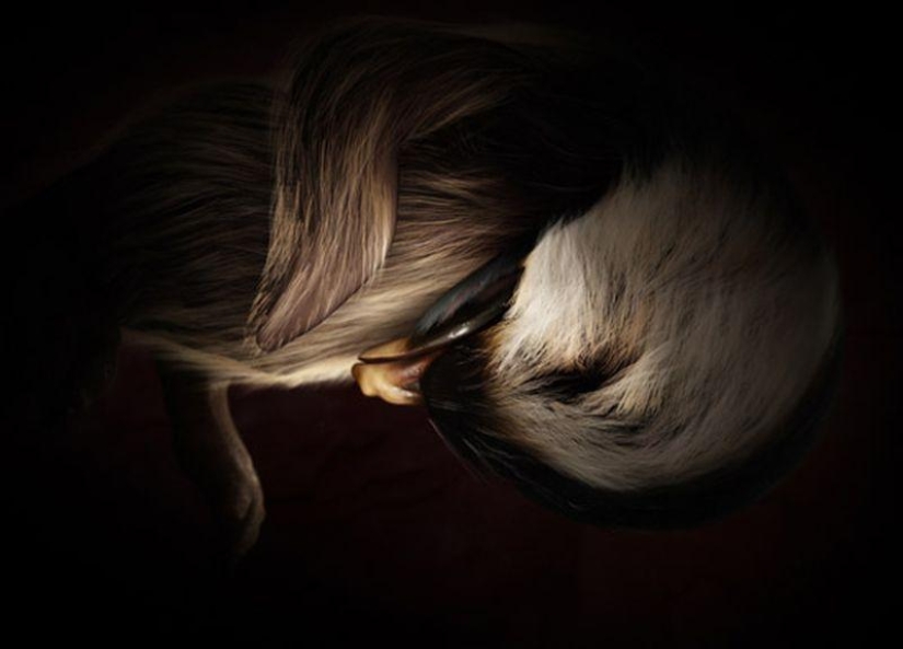 What do animals look like in the womb What do animals look like in the womb