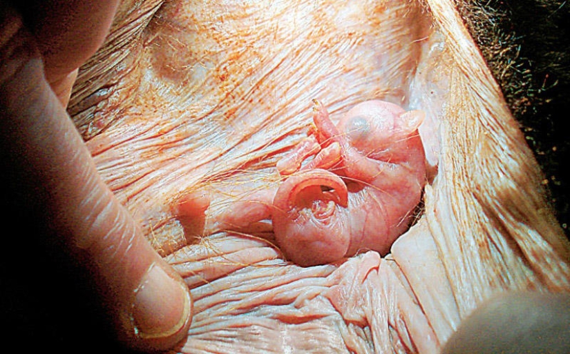 What do animals look like in the womb What do animals look like in the womb